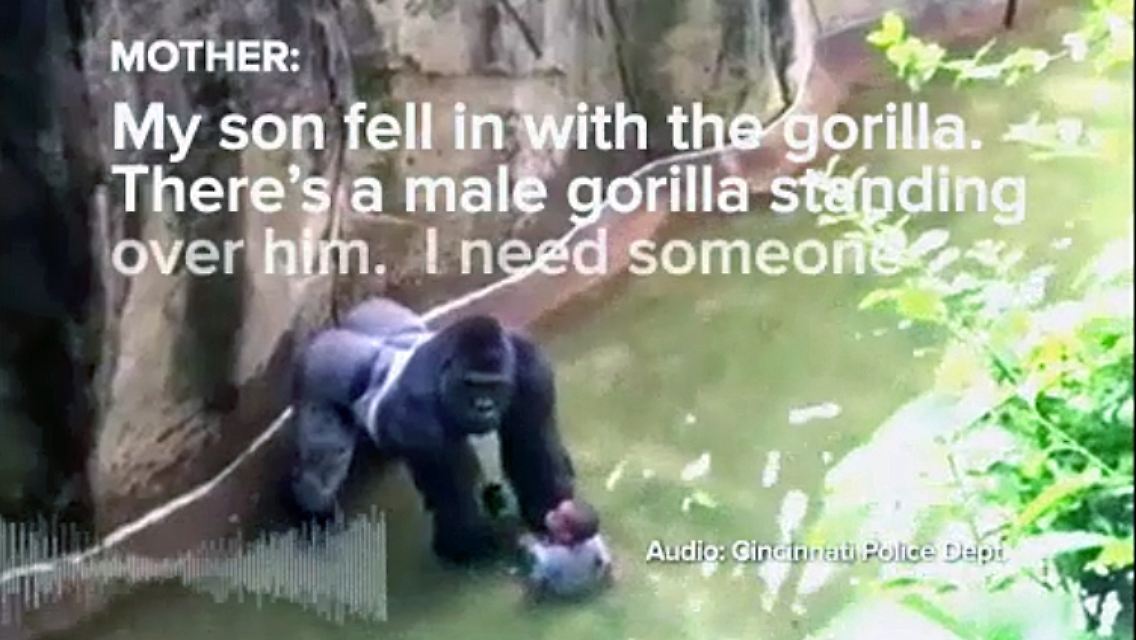 Gorilla_Kind_Zoo.jpg