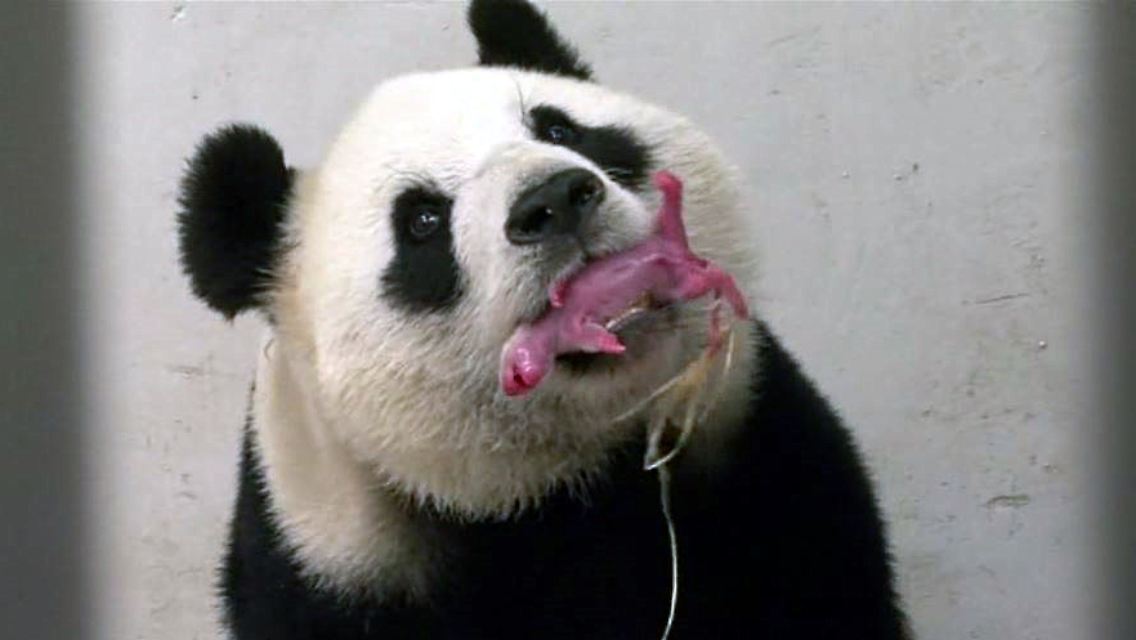 Pandageburt.JPG