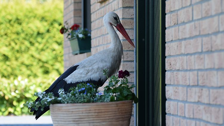 Rowdy, aber kein Narziss: Wenn dieser Storch sein Spiegelbild erblickt, wittert er Konkurrenz. 