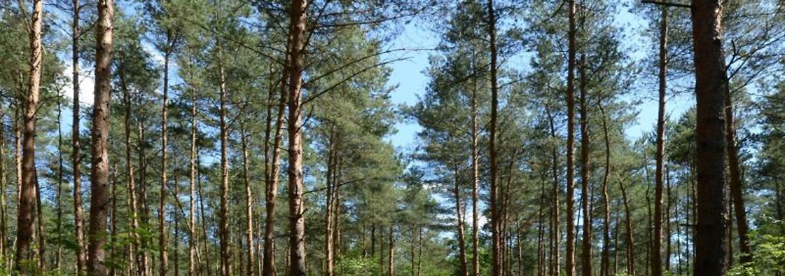 Die Nachfrage nach Holz hat in den vergangenen Jahren deutlich zugenommen. Doch die Renditen bei deutschen Wäldern fällt meist geringer aus als bei Waldflächen in Nordamerika.