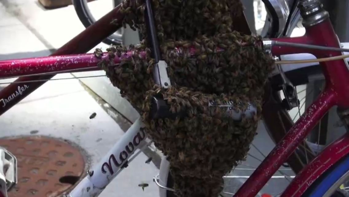 Bienen.PNG