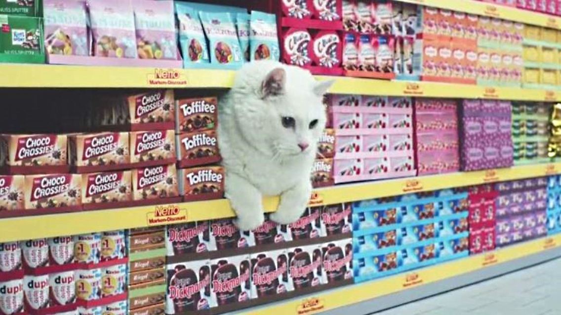 Katzenwerbung.JPG