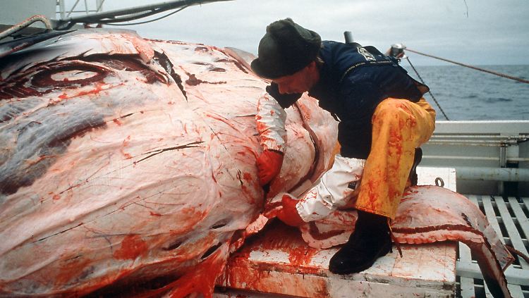 Fast 1400 Wale gehen in den vergangenen zwei Jahren auf das Konto der Skandinavier. Das schaffen nicht einmal Japan und Island zusammen.