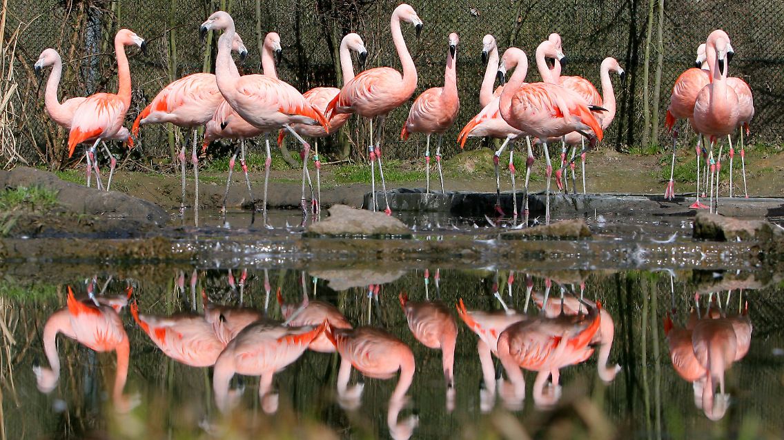 Vor allem in der Balzzeit kann man bei Flamingos kräftigere Farbtöne beobachten.