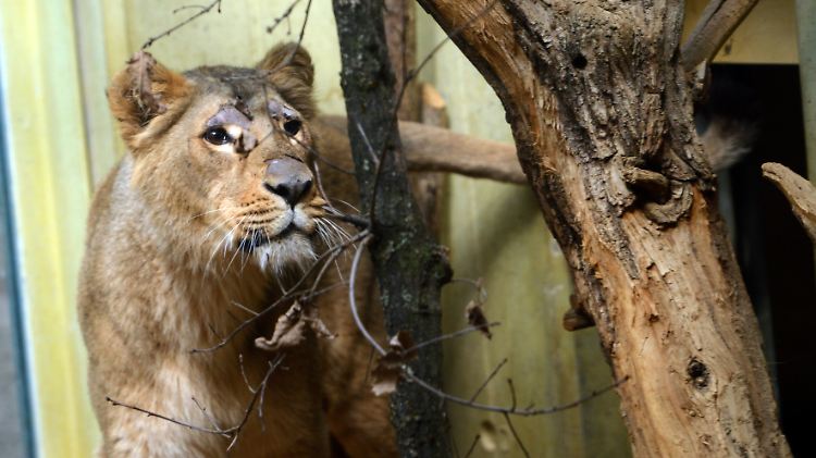 Die asiatischen Löwen sind vom Aussterben bedroht, lediglich in den Wäldern von Gujarat gibt es noch etwa 400 Tiere. Löwin Zarina lebt im Frankfurter Zoo.  