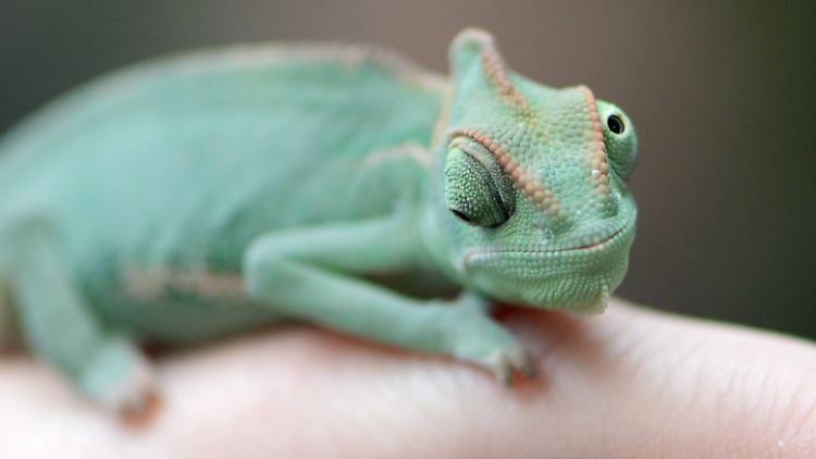 Ein Jemenchamäleon auf einem Finger: Chamäleons können ihre Augen unabhängig voneinander bewegen - noch eine besondere Fähigkeit dieser Tiere.