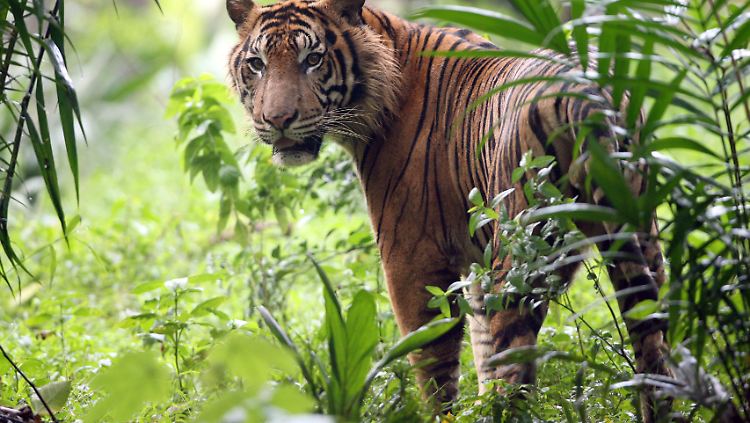 Weltweit gibt es nur noch knapp 3500 wilde Tiger - und nicht einmal jedes dritte Tier ist ein gebärfähiges Weibchen.