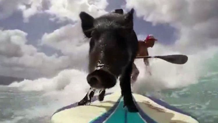 Surfendes-Schwein.jpg
