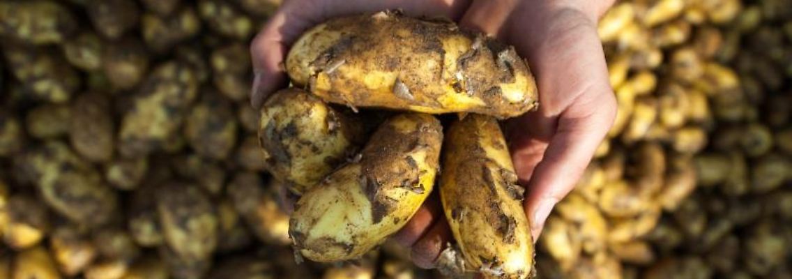 Köstliche Kartoffeln!