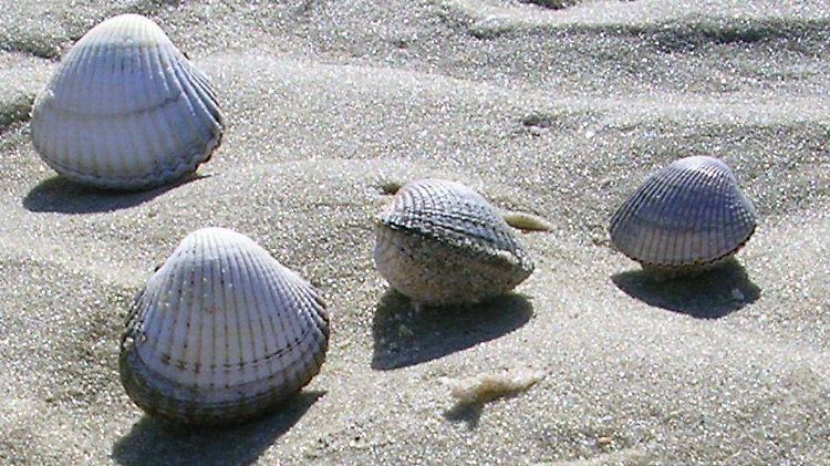 Eine Krebserkrankung äußert sich bei Muscheln durch einen Überschuss an großen, veränderten Zellen im Kreislaufsystem. 
