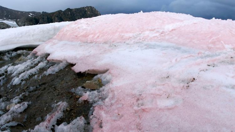 Großflächiges Rosa reflektiert weniger Sonnenlicht als weißer Schnee.