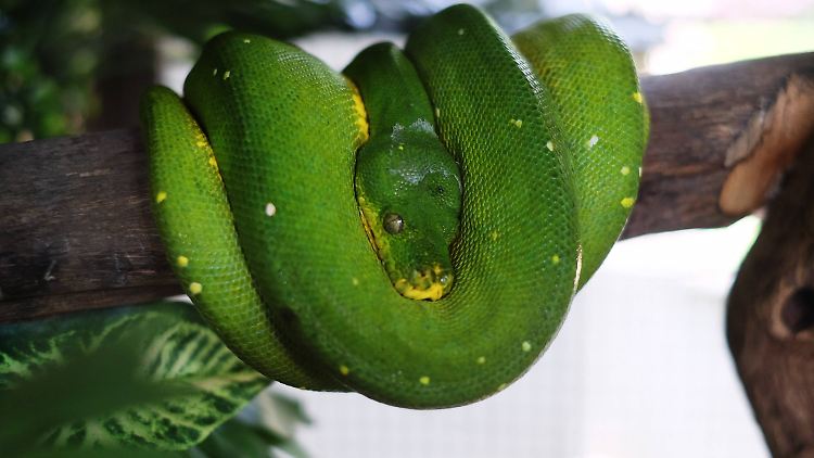 Pythons haben noch Ansätze von Hinterbeinstrukturen, in ihren Embryonen ist das Beinskelett sogar bis hin zu den Zehen ausgeprägt.