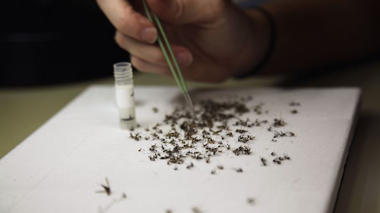 Das Zika-Virus wird durch Mücken übertragen.