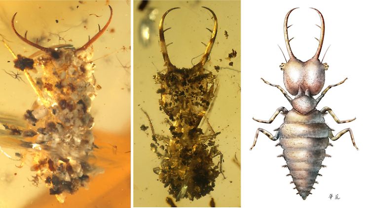 Tarnung sichert das Überleben: Schon in der Kreidezeit verkleideten sich Insekten mit Fundstücken.