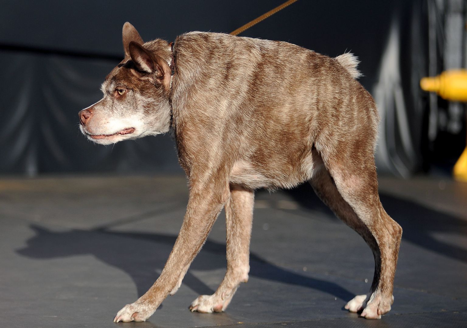 Ihn galt es zu schlagen: Quasi Modo wurde 2015 zum hässlichsten Hund der Welt gewählt. 