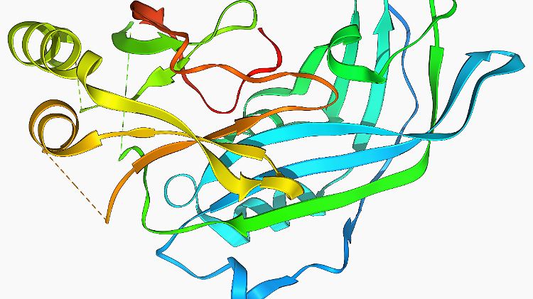 Das Modell zeigt die Eiweiß-Moleküle eines Ebola-Virus. 