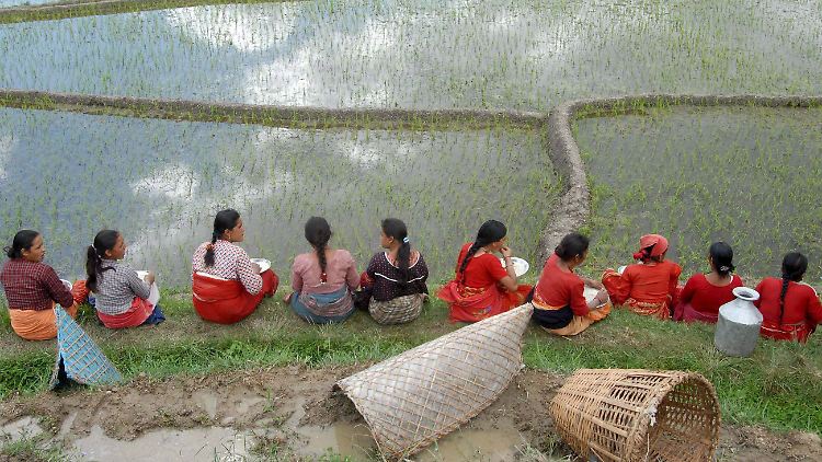 Bäuerinnen sitzen vor einem Reisfeld in Nepal.