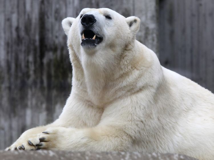 Knochenschwund, Nierenversagen und gewichtsbedingten Diabetes: Eisbären könnten Aufschluss geben.