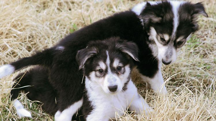 Hunde aus dem Labor: Ein Unternehmen aus Südkorea macht das für umgerechnet 90.000 Dollar möglich.