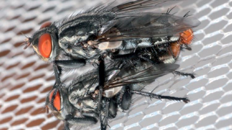 Fliiegen der Art Emblemasoma erro bei der Paarung.