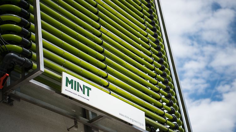 Mikroalgenanlage an einer Hauswand in Berlin.
