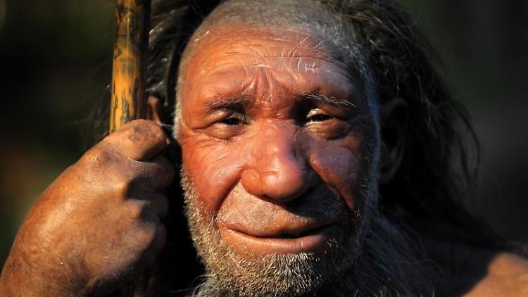 Nachbildung eines Neandertalers im Neanderthal-Museum in Mettmann.