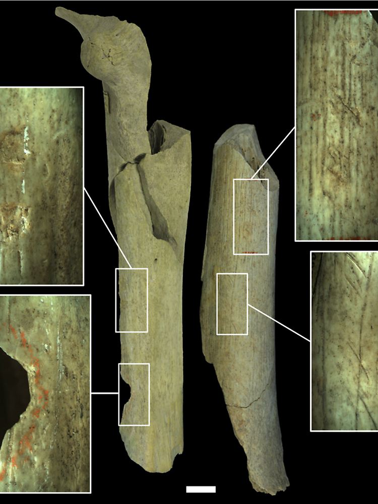 Verschiedene Kategorien menschgemachter Veränderungen an 40.500 bis 45.500 Jahre alten Neandertalerknochen aus Goyet.