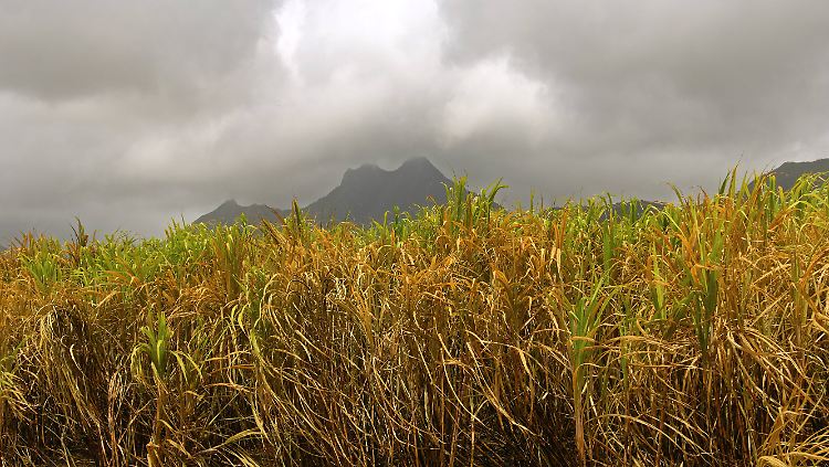 Schlechtes Wetter verzögert die Ernte von Zuckerrohr in Brasilien.
