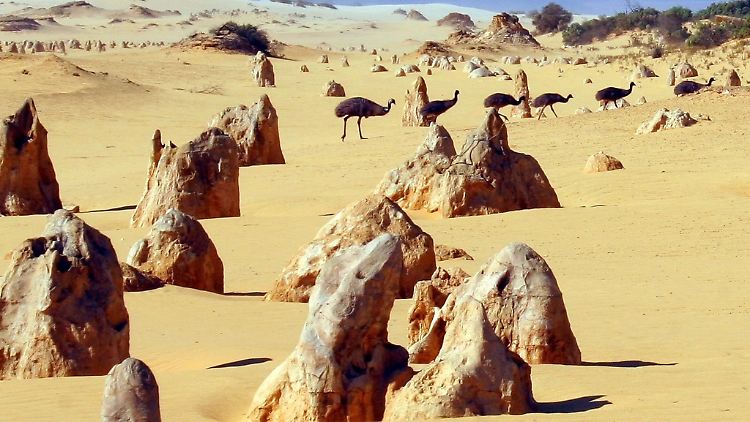 Emus zwischen den "Pinnacles" im Nambung Nationalpark.