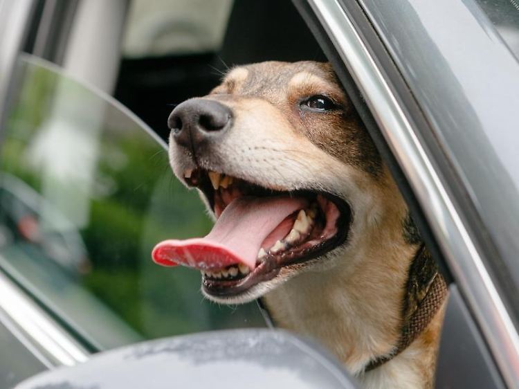 Freigeist mit Fell: Haustiere wie Katzen sollten nur in einer gesicherten Transportbox im Auto mitfahren, denn freilaufend können sie zum Risiko für sich und andere werden.