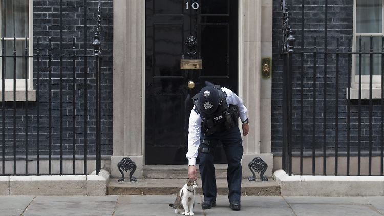 Kater Larry fühlt sich in der Downing Street Nummer 10 sichtlich wohl.