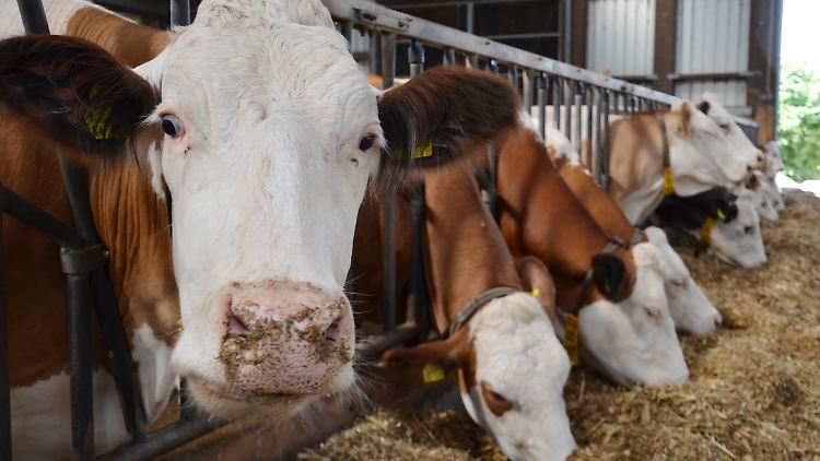 Spekulation oder sinnvolle Preisstabilisierung? Bauern wollen ihre Milch künftig schon vor dem Melken verkaufen können.