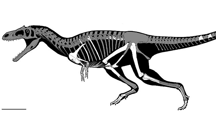 Skelett-Rekonstruktion von "Gualicho".