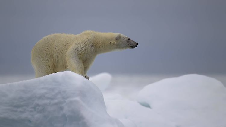 Ein Eisbär.