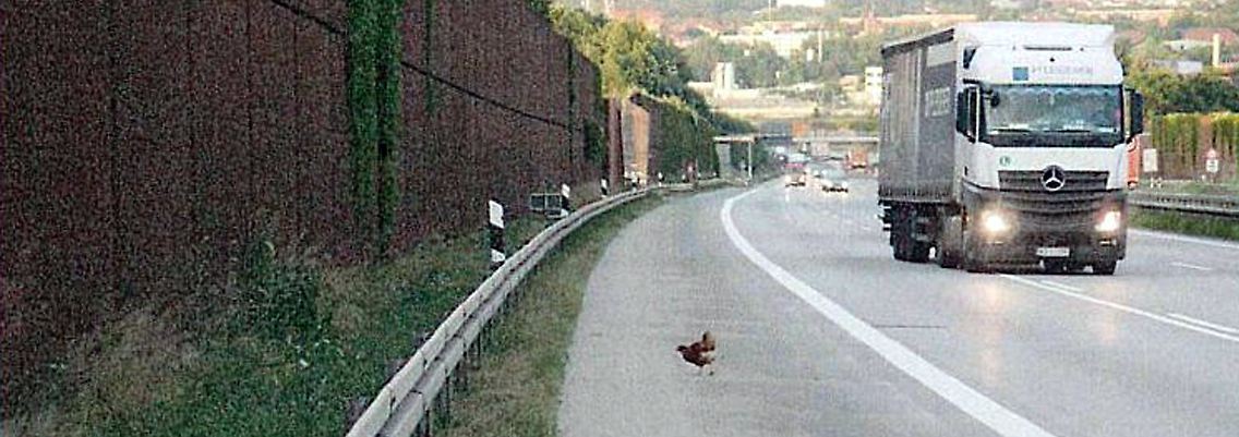 Erinnert an ein Foto von Nessi am Loch Ness, ist aber "Problemhuhn" Gerda in Aktion.