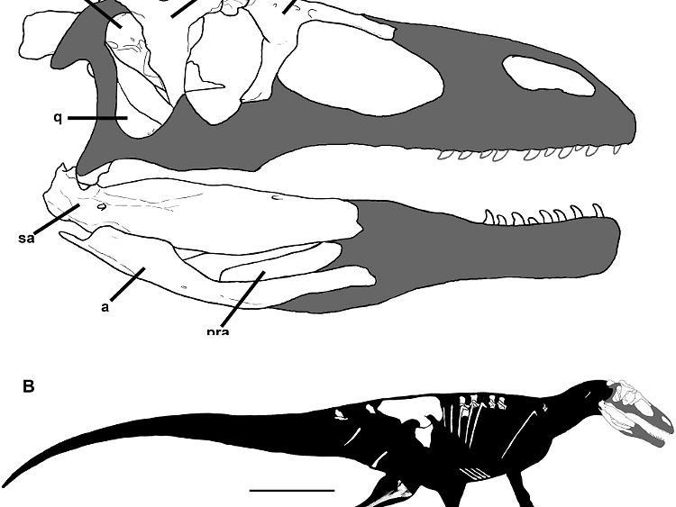 Schädel- und Körperrekonstruktion von Murusraptor barrosaensis. (klicken zum Vergrößern)