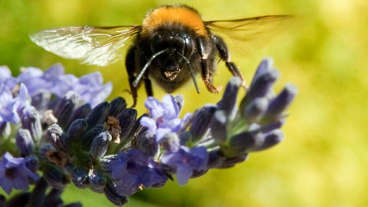 Eine Hummel auf ihrem Flug von Lavendelblüte zu Lavendelblüte.