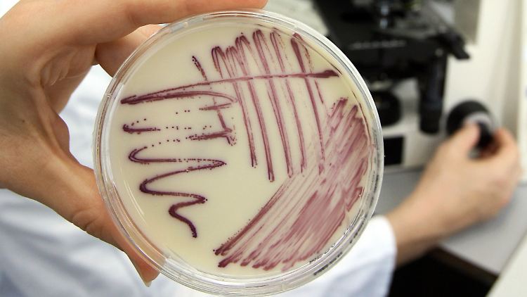 Petrischale mit MRSA-Keimen (Methicillin-resistenten Staphylococcus aureus) aus einem Lebensmittel.