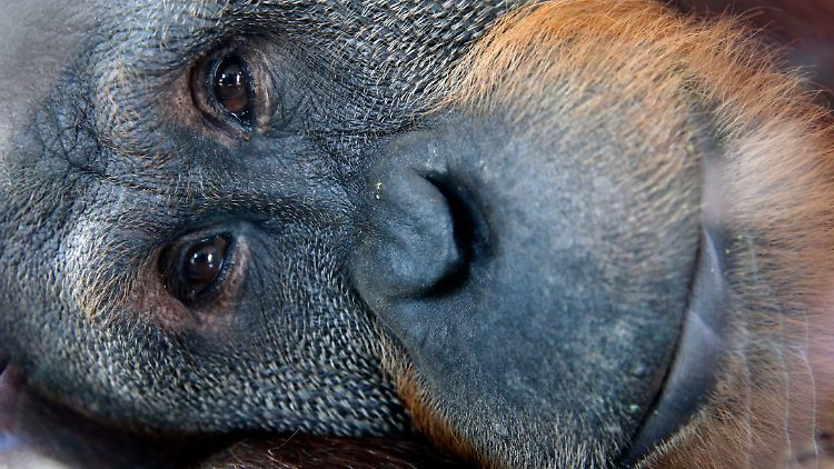Die Studie mit Rocky wurde im Jahr 2012 durchgeführt - sehr behutsam, versichern die Forscher.