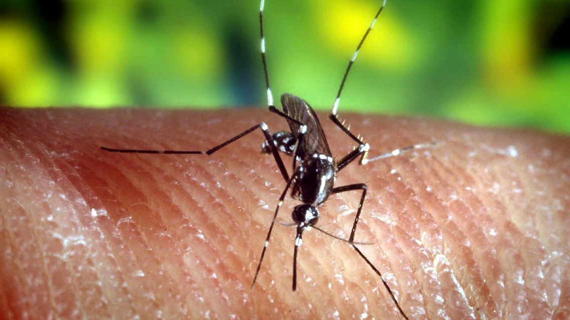 Die Malaria-Stechmücke "Anopheles quadrimaculatus". Die Malaria war nicht immer nur eine Tropenkrankheit. Im 19. Jahrhundert grassierten kleinere Epidemien an der deutschen Küste, wo sich in den Feuchtgebieten die Anopheles-Mücke vermehrte.