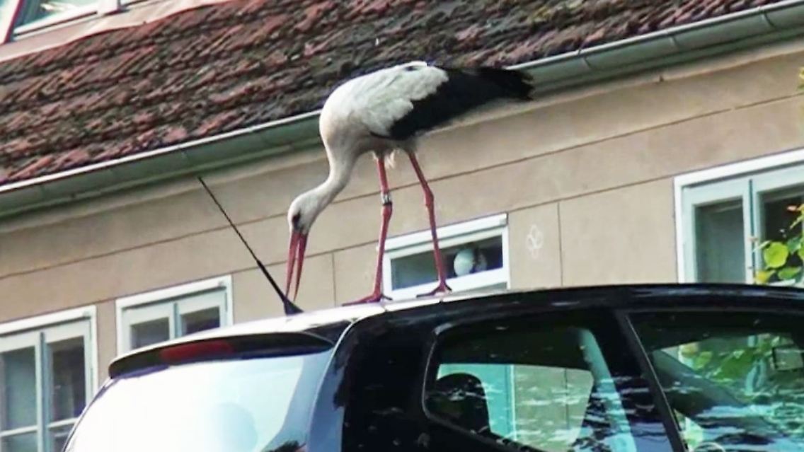 Glambeck_Storch-Ronny.jpg