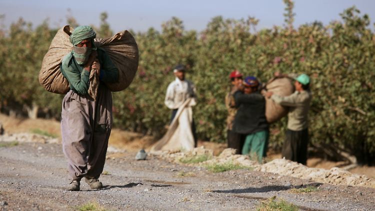 Die Taliban ernten die Pistazien bereits unreif, sodass für die Arbeiter nur noch wenige Früchte übrig bleiben.