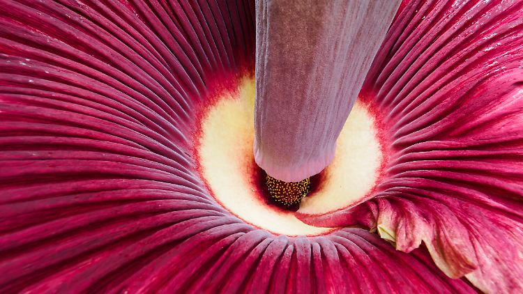 Der Titanwurz gilt als größte Blume der Welt.