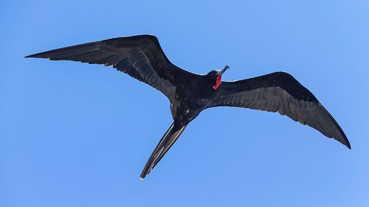 Fregattvögel haben eine Flügelspannweite von über zwei Metern und können mehrere Hundert Kilometer pro Tag fliegen.