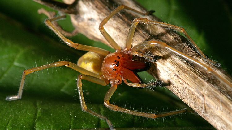 Die Ammen-Dornfinger-Spinne sieht gefährlicher aus, als sie ist. 