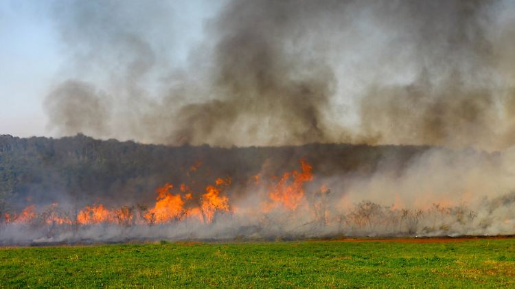 Brandrodung in Brasilien: Unermesslich große Flächen Wald gehen Tag für Tag verloren - meist, um Ackerflächen zu gewinnen.