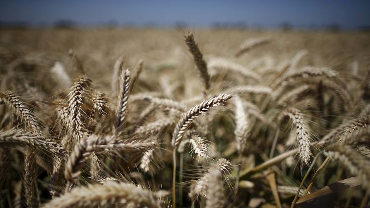 Kein Weg zurück: Sind genmanipulierte Sorten einmal auf dem Feld, breiten sie sich unweigerlich weiter aus.