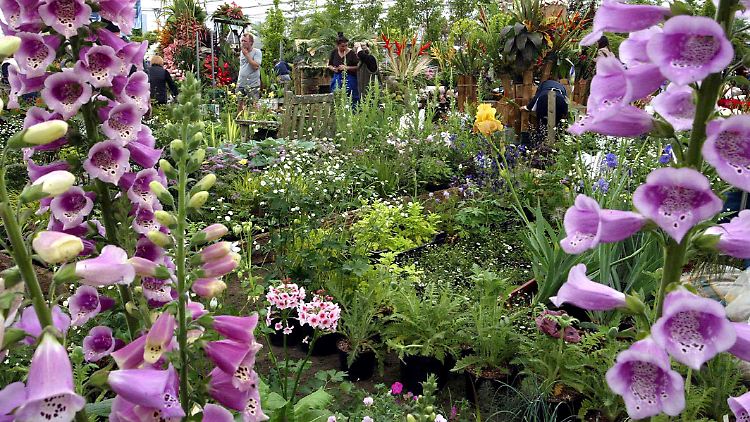 Wenn im Chelsea Garden die Blumen verwelkt sind, leuchten die Zeichnungen weiter.