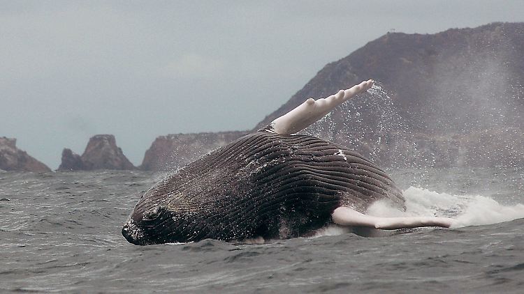 Buckelwal vor der Isla de la Plata (Ecuador): Die Tiere werden bis zu 19 Meter lang.