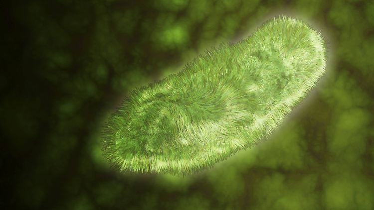 Mikroskopische Aufnahme eines Urtierchens: Leishmaniose und Ruhr sind Beispiele für Krankheiten, bei denen Protozoen (Urtierchen) beteiligt sind.